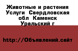 Животные и растения Услуги. Свердловская обл.,Каменск-Уральский г.